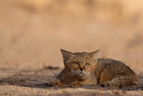 تصویربرداری از یک قلاده گربه شنی در منطقه حفاظت شده پطرگان زیرکوه