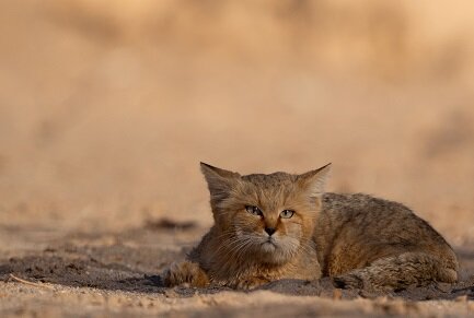 تصویربرداری از یک قلاده گربه شنی در منطقه حفاظت شده پطرگان زیرکوه