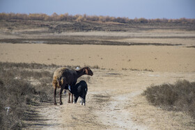 سد وشمگیر - استان گلستان - دی ماه ۱۴۰۴