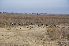 سد وشمگیر - استان گلستان - دی ماه ۱۴۰۴