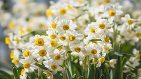 رئیس سازمان جهاد کشاورزی استان:بیش از ۱۳ میلیون شاخه گل نرگس در خراسان جنوبی برداشت می‌شود