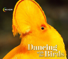 پخش «رقص با پرندگان» با کیفیت 4K-HDR