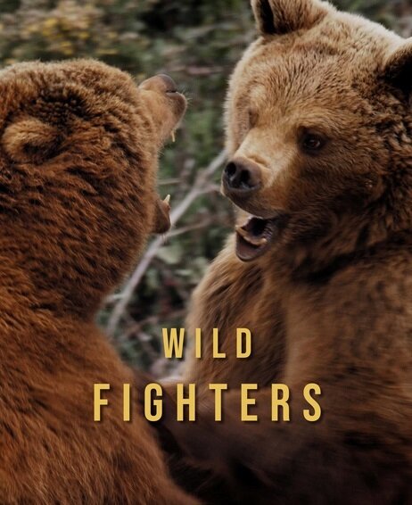 دوبله یک مستند حیات وحش برای تلویزیون