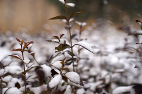 بارش برف در اردبیل