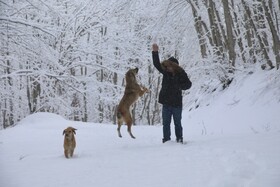 بارش زمستانی برف سوادکوه-مازندران