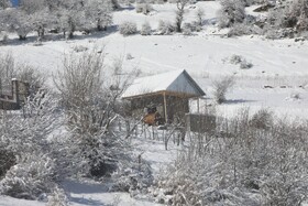 بارش زمستانی برف سوادکوه-مازندران