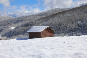 بارش زمستانی برف سوادکوه-مازندران