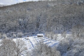 بارش زمستانی برف سوادکوه-مازندران