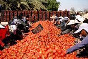 بیمه گندم و گوجه‌فرنگی خارج از فصل بوشهر تقویت می‌شود
