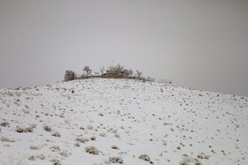 در روزهای برفی مراقب حیات وحش باشیم