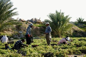 برداشت گوجه فرنگی خارج از فصل در بردخون