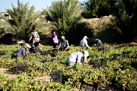 برداشت گوجه فرنگی خارج از فصل در بردخون