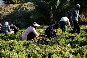 برداشت گوجه فرنگی خارج از فصل در بردخون
