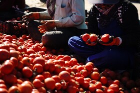 برداشت گوجه فرنگی خارج از فصل در بردخون