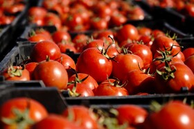 برداشت گوجه فرنگی خارج از فصل در بردخون