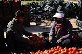 برداشت گوجه فرنگی خارج از فصل در بردخون