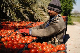 برداشت گوجه فرنگی خارج از فصل در بردخون