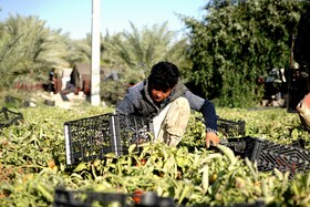 برداشت گوجه فرنگی خارج از فصل در بردخون