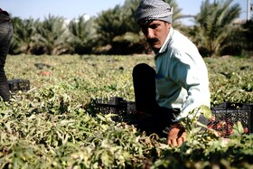 برداشت گوجه فرنگی خارج از فصل در بردخون