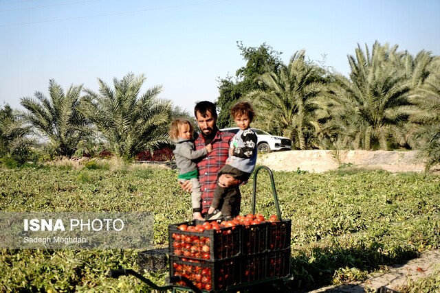 تولید سالانه ۷۵۰ هزار تن محصول کشاورزی در بوشهر