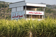 پیش‌بینی تولید ۱۳ هزار تن نیشکر در ۲۰۰ هکتار زمین مازندران
