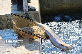 سیستان و بلوچستان در مسیر توسعه آبزی پروری