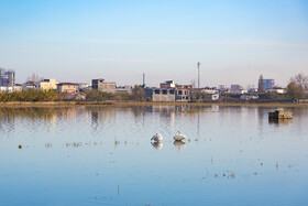 تالاب‌ها اولین قربانیان توسعه ناپایدار هستند | تالاب سرخرود - فریدونکنار