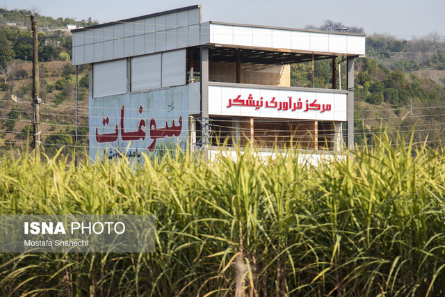 پیش‌بینی تولید ۱۳ هزار تن نیشکر در ۲۰۰ هکتار زمین مازندران