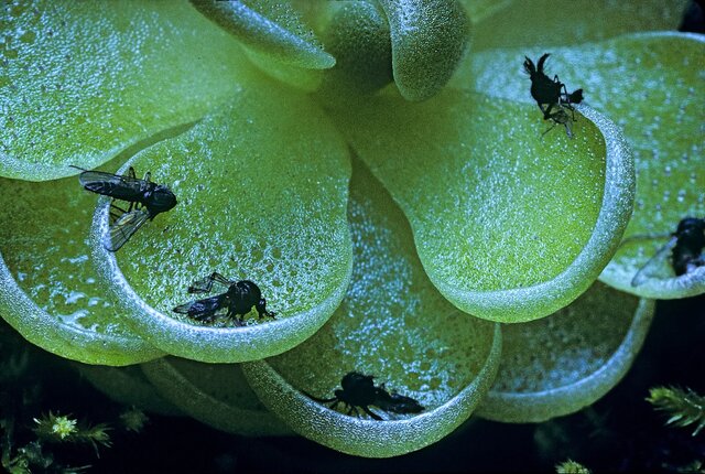 چرا برخی از گیاهان گوشت میخورند؟