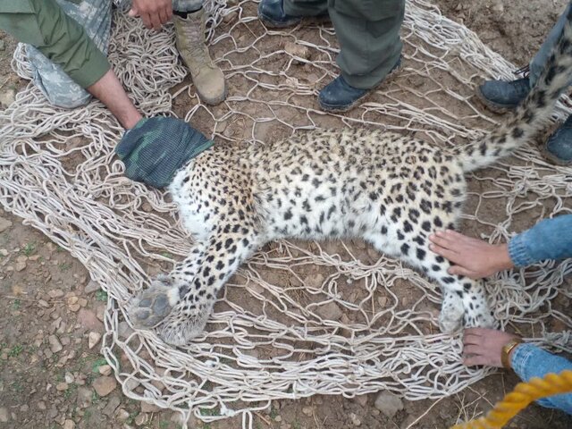 عکس تزیینی تعارض انسان و حیاتوحش در سوادکوه/ غریزه بقا یا تداخل زیستگاه؟