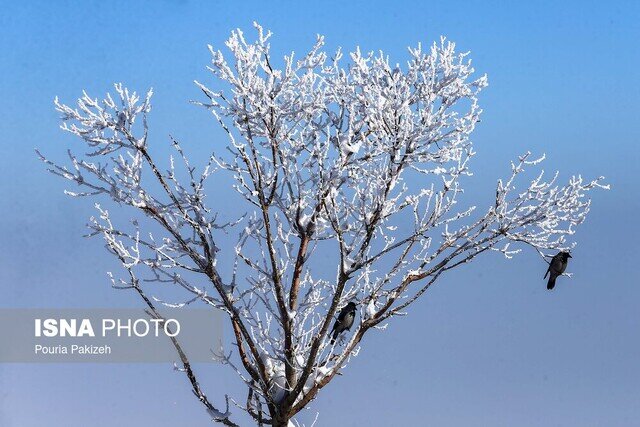 ثبت رکوردهای سرما در البرز/ موج سرد جمعه از استان خارج می‌شود
