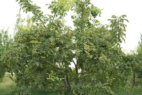 خرید نهال شناسنامه ‌دار و اصالت دار از رویال نهال آرمین قاسمی / ارسال به سراسر کشور