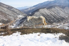 دریاچه شورمست سوادکوه در ارتفاعات بالا، میان درختان بلند قامت توسکا واقع شده است.