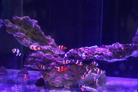 نمایشگاه فرصت‌های دریاپایه خلیج فارس و مکران