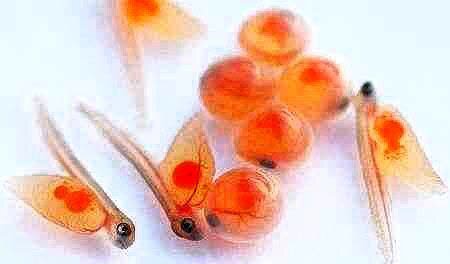 صادرات ۱۵۰ هزار قطعه تخم چشم‌زده بچه‌ماهی از لرستان