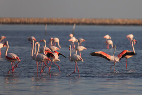فلامینگوها میهمان آب‌های گرم خلیج فارس