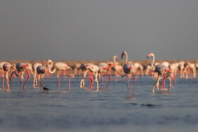 فلامینگوها میهمان آب‌های گرم خلیج فارس