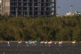 فلامینگوها میهمان آب‌های گرم خلیج فارس