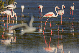 فلامینگوها میهمان آب‌های گرم خلیج فارس