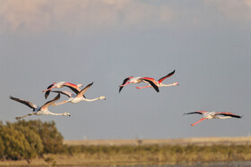 فلامینگوها میهمان آب‌های گرم خلیج فارس