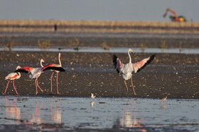 فلامینگوها میهمان آب‌های گرم خلیج فارس