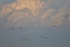 فلامینگوها میهمان آب‌های گرم خلیج فارس