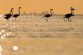 فلامینگوها میهمان آب‌های گرم خلیج فارس