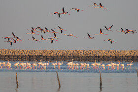 فلامینگوها میهمان آب‌های گرم خلیج فارس