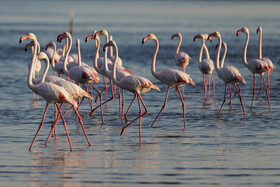 فلامینگوها میهمان آب‌های گرم خلیج فارس