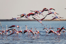 فلامینگوها میهمان آب‌های گرم خلیج فارس