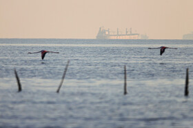 فلامینگوها میهمان آب‌های گرم خلیج فارس