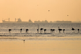 فلامینگوها میهمان آب‌های گرم خلیج فارس