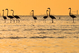 فلامینگوها میهمان آب‌های گرم خلیج فارس