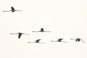 فلامینگوها میهمان آب‌های گرم خلیج فارس